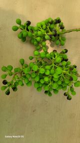 팜모닝 포도·병해충상담 게시글 이미지