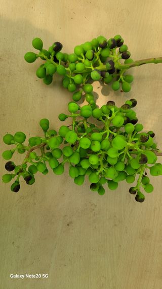 윤두권(샤인)님의 포도 · 병해충상담 작성글 사진