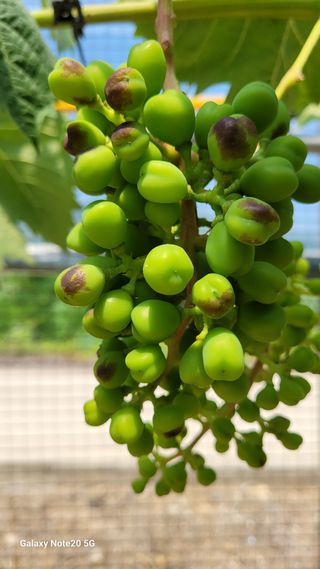 윤두권(샤인)님의 포도 · 병해충상담 작성글 사진