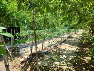 하나돌님의 고추 · 영농일지 작성글 사진