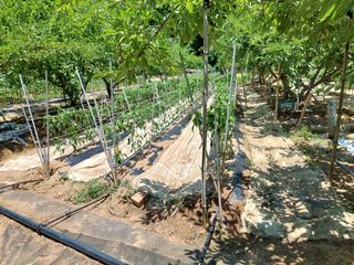 하나돌님의 고추 · 영농일지 작성글 사진