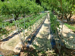 하나돌님의 고추 · 영농일지 작성글 사진