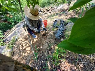 하나돌님의 파 · 영농일지 작성글 사진