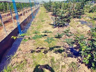 이응혁님의 기타작물 · 영농일지 작성글 사진