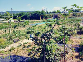 이응혁님의 기타작물 · 영농일지 작성글 사진