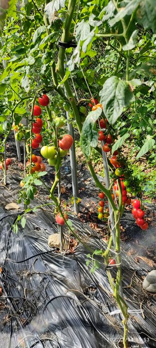 사량섬님의 상추 · 자유게시판 작성글 사진