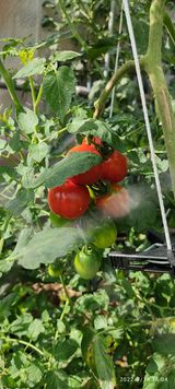 팜모닝 상추·자유게시판 게시글 이미지