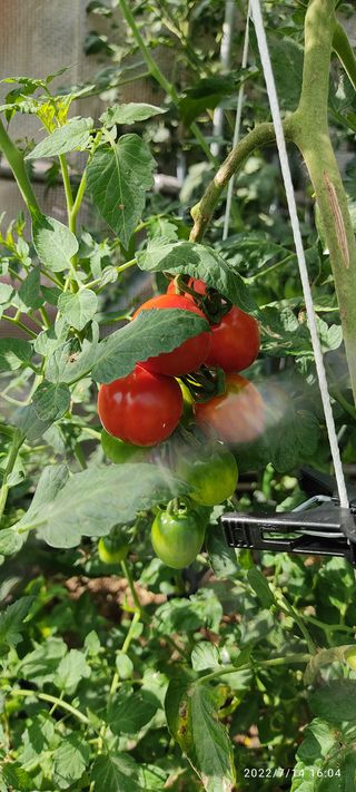 사량섬님의 상추 · 자유게시판 작성글 사진