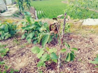 이응혁님의 사과 · 영농일지 작성글 사진