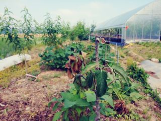 이응혁님의 사과 · 영농일지 작성글 사진