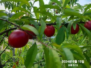 동우농장(김대욱)님의 복숭아 · 자유게시판 작성글 사진