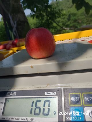 동우농장(김대욱)님의 복숭아 · 자유게시판 작성글 사진