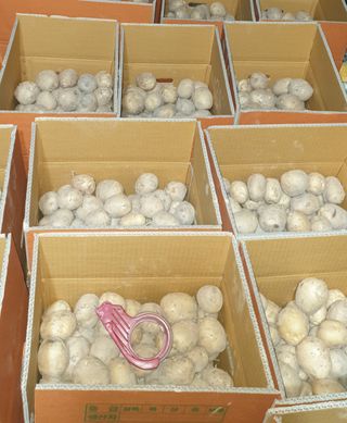 은우농장님의 감자 · 영농일지 작성글 사진