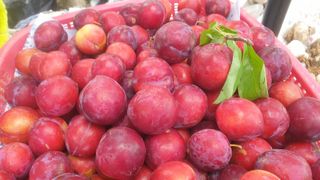 동읍초보임화영님의 🎤어떤 노래 좋아하세요? · 참여글 작성글 사진