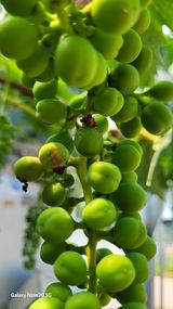 팜모닝 포도·병해충상담 게시글 이미지