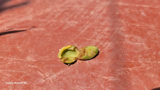 윤두권(샤인)님의 포도 · 병해충상담 작성글 사진