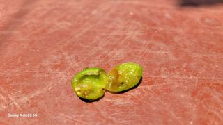 윤두권(샤인)님의 포도 · 병해충상담 작성글 사진