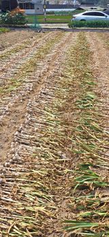 팜모닝 마늘·영농일지 게시글 이미지