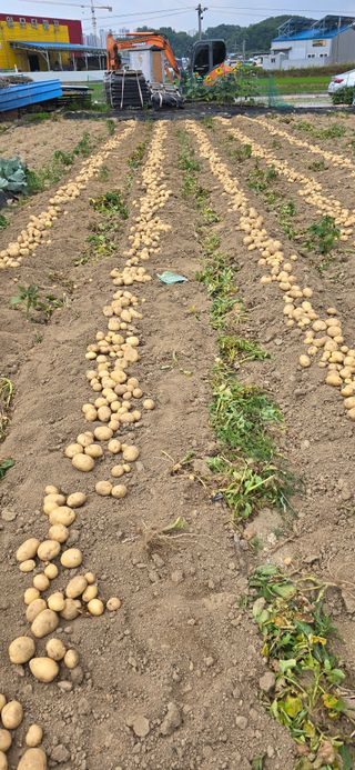 청산님의 마늘 · 영농일지 작성글 사진