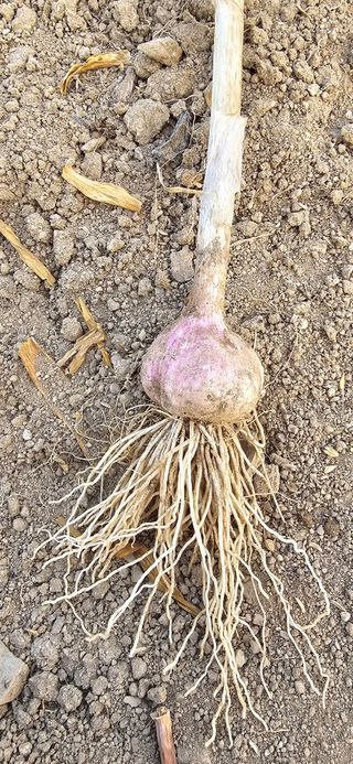 청산님의 마늘 · 영농일지 작성글 사진