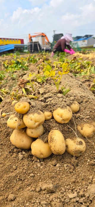 청산님의 마늘 · 영농일지 작성글 사진
