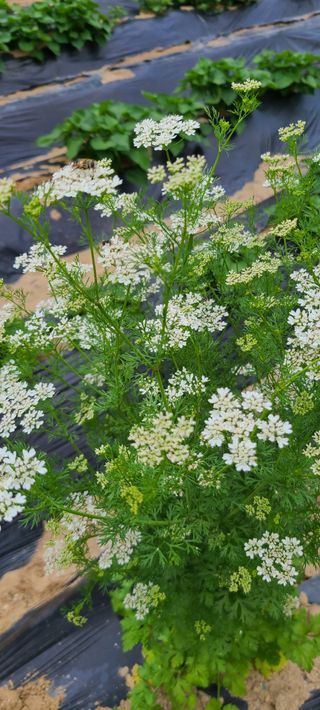 풀잎사랑님의 자유주제 · 자유게시판 작성글 사진