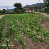 팜모닝 🎤어떤 노래 좋아하세요?·참여글 게시글 이미지