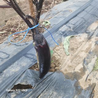 농사을지으면서기뿐맘님의 🎤어떤 노래 좋아하세요? · 참여글 작성글 사진