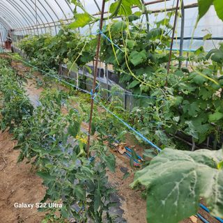 농사을지으면서기뿐맘님의 🎤어떤 노래 좋아하세요? · 참여글 작성글 사진