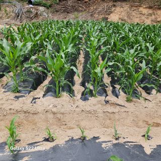 농사을지으면서기뿐맘님의 🎤어떤 노래 좋아하세요? · 참여글 작성글 사진