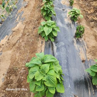 농사을지으면서기뿐맘님의 🎤어떤 노래 좋아하세요? · 참여글 작성글 사진