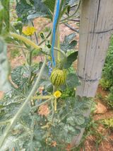 팜모닝 기타작물·병해충상담 게시글 이미지