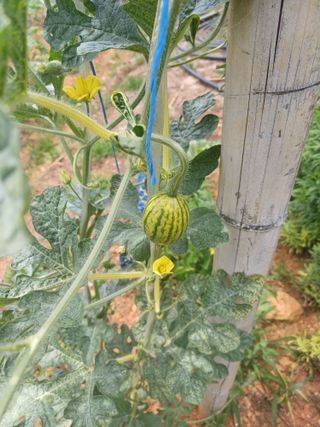 서상규님의 기타작물 · 병해충상담 작성글 사진