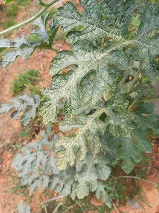 서상규님의 기타작물 · 병해충상담 작성글 사진