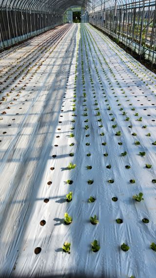 소리사랑 박주현님의 상추 · 영농일지 작성글 사진