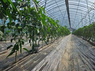 전봉우(채미농원)님의 자유주제 · 자유게시판 작성글 사진