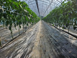 전봉우(채미농원)님의 자유주제 · 자유게시판 작성글 사진