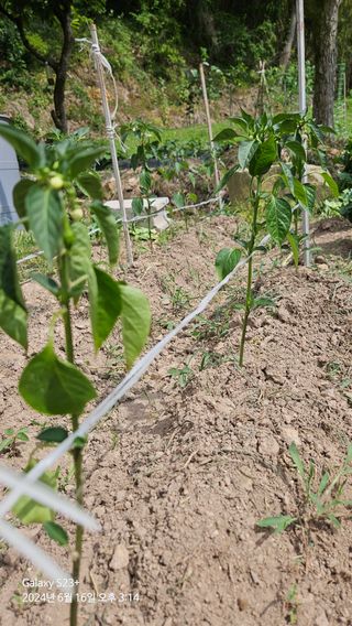 알 수 없음님의 자유주제 · 자유게시판 작성글 사진