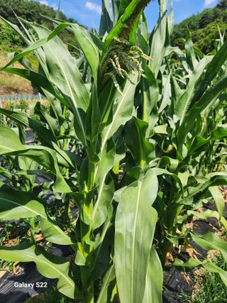 kis님의 자유주제 · 자유게시판 작성글 사진