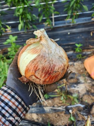 kis님의 자유주제 · 자유게시판 작성글 사진