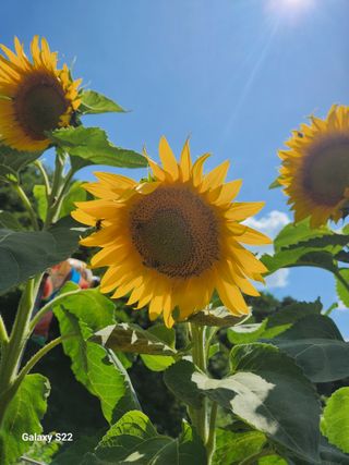 kis님의 자유주제 · 자유게시판 작성글 사진