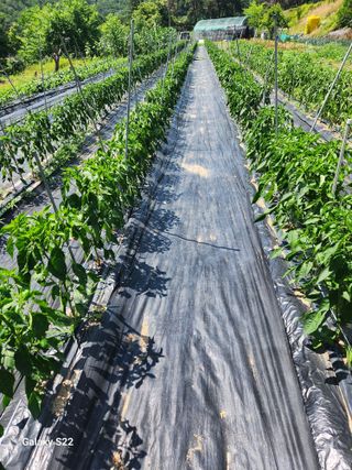 kis님의 자유주제 · 자유게시판 작성글 사진