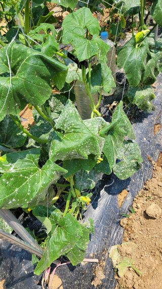 이재욱님의 호박 · 병해충상담 작성글 사진