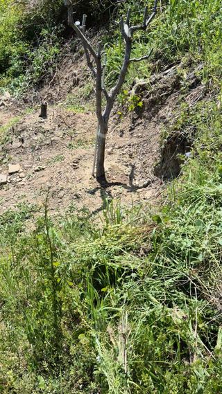 들깨9855님의 기타작물 · 영농일지 작성글 사진