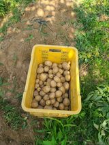 팜모닝 감자·영농일지 게시글 이미지