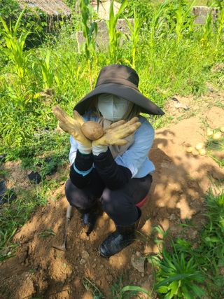 솔안농부님의 감자 · 영농일지 작성글 사진