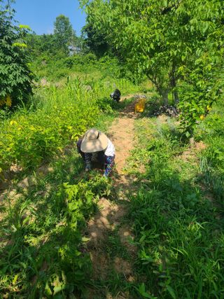 솔안농부님의 감자 · 영농일지 작성글 사진