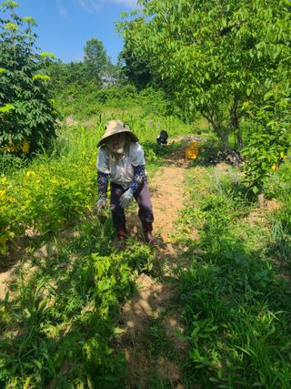 솔안농부님의 감자 · 영농일지 작성글 사진