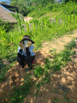 솔안농부님의 감자 · 영농일지 작성글 사진