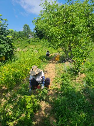 솔안농부님의 감자 · 영농일지 작성글 사진